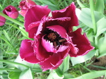 20120511 Tulips in the front garden